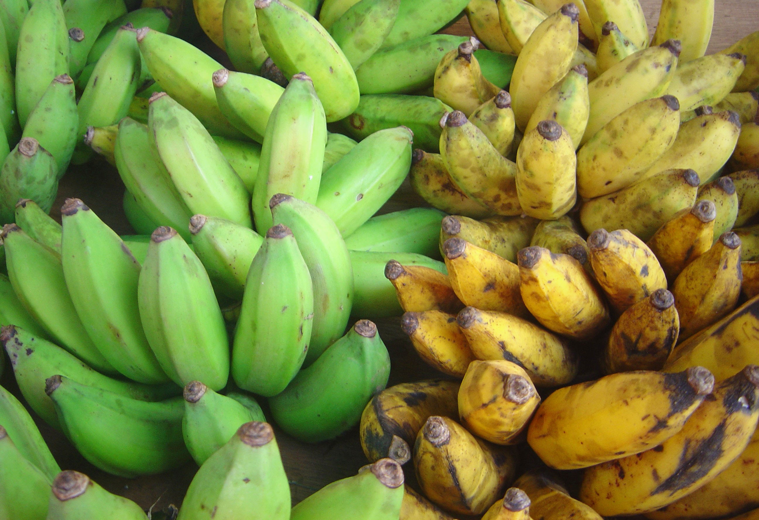 plantain bananas