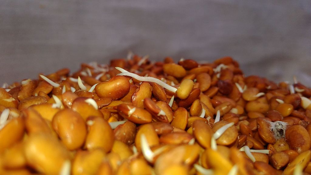 Horse Gram Benefits Food and Remedy